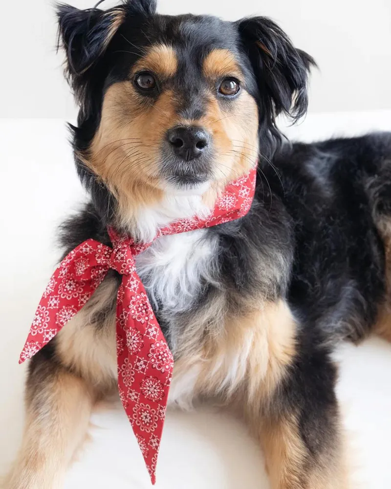 Classic Red Necktie for Dogs (Made in the USA)