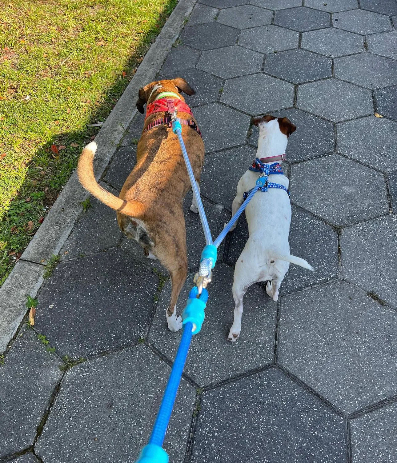 Climbing Rope Two Dog Leash, Coupler