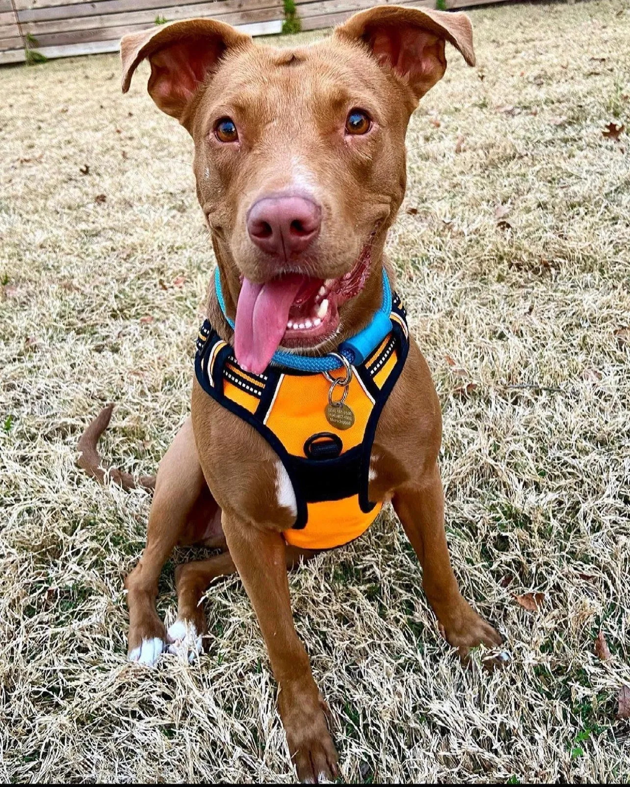 Teal Patterns Climbing Rope Collars