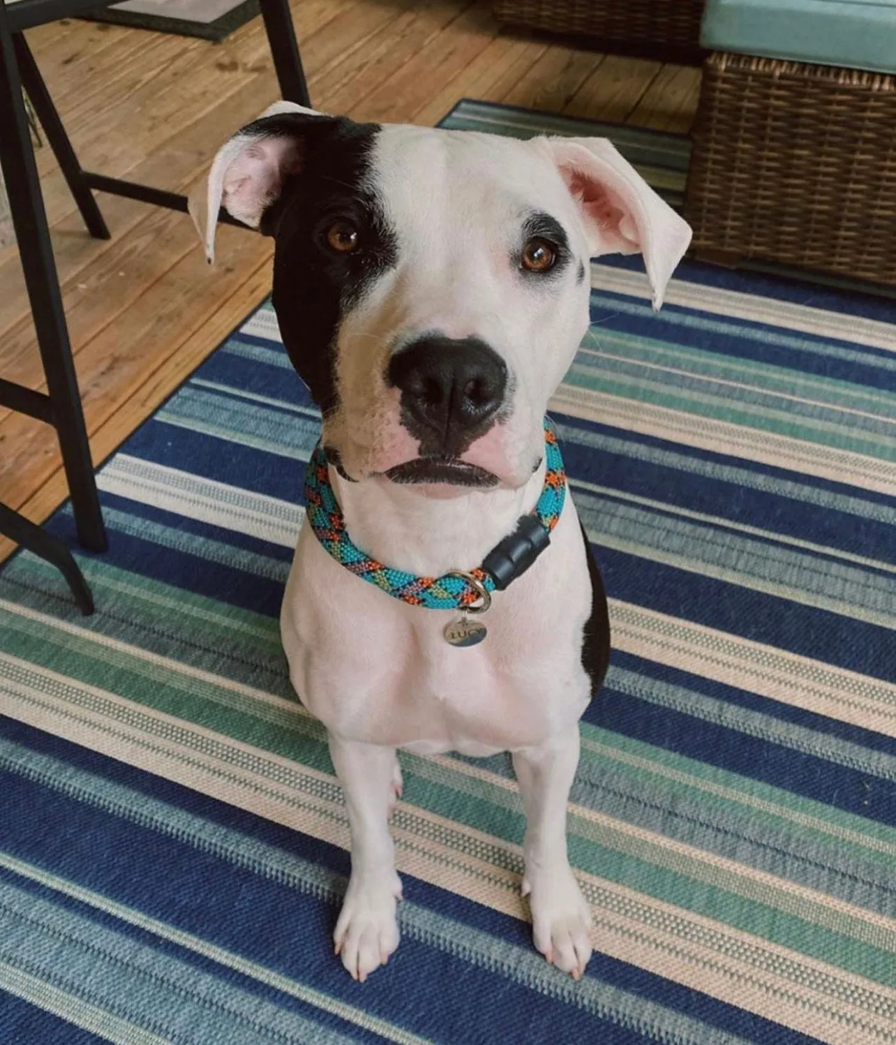 Teal Patterns Climbing Rope Collars