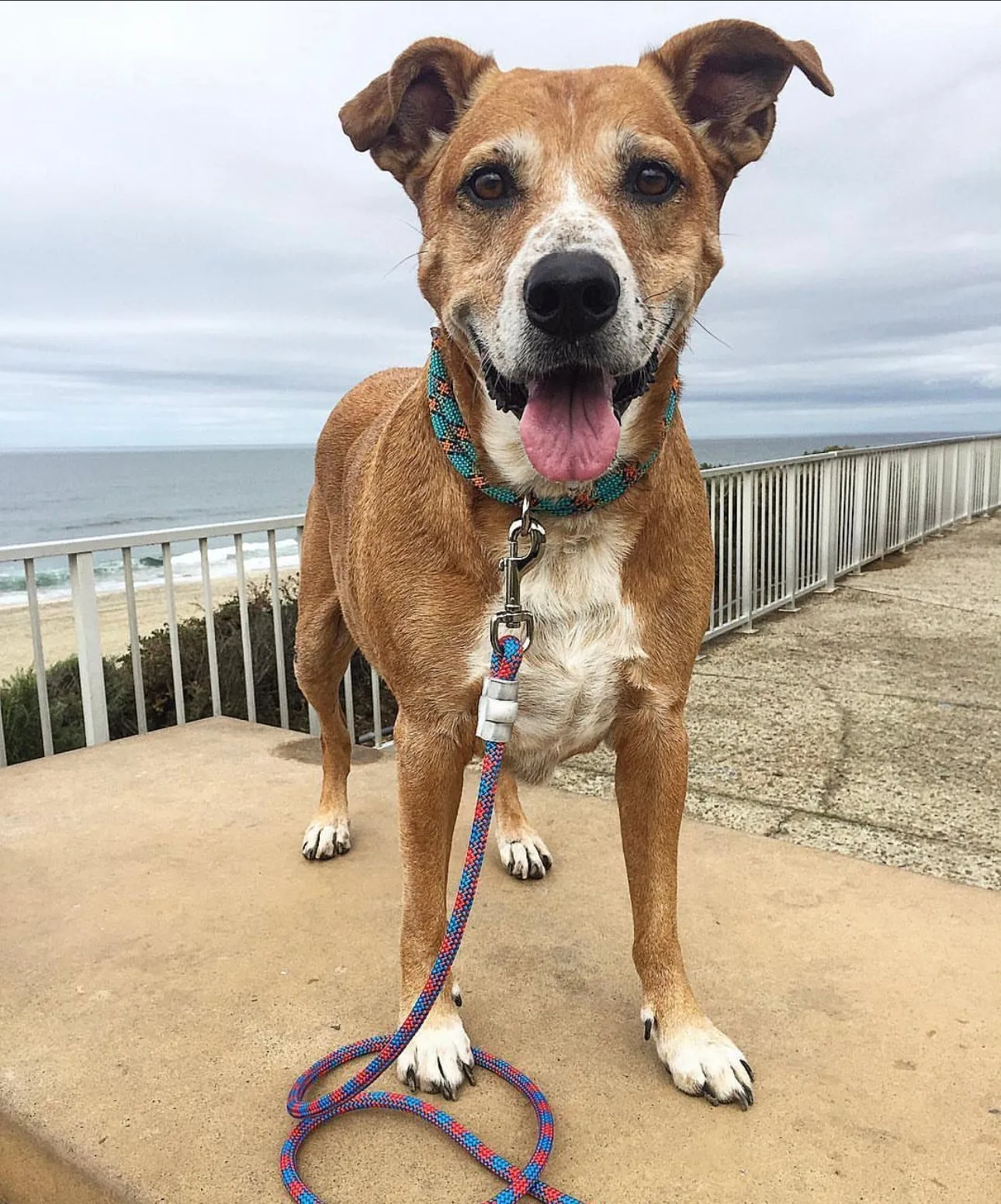 Teal Patterns Climbing Rope Collars